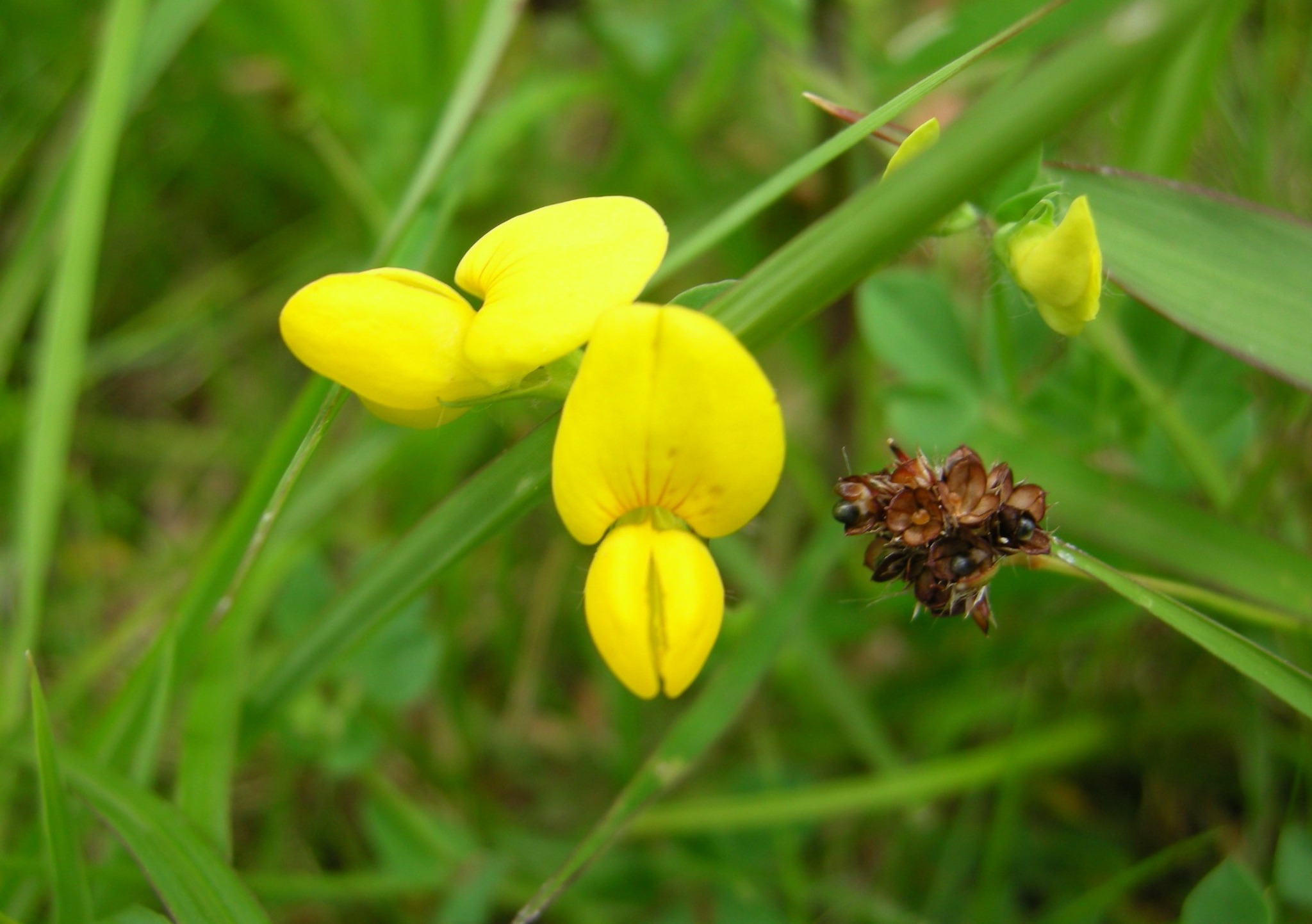 草花 387．《ミヤコグサ（都草）別名 コガネバナ（黄金花） エボシグサ